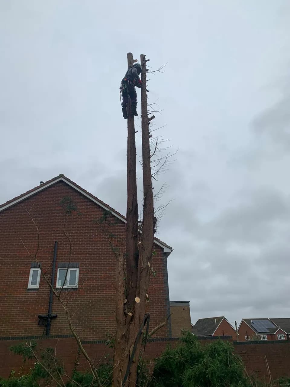Recent gardening or tree work completed by Chris Gardening Services in Birmingham